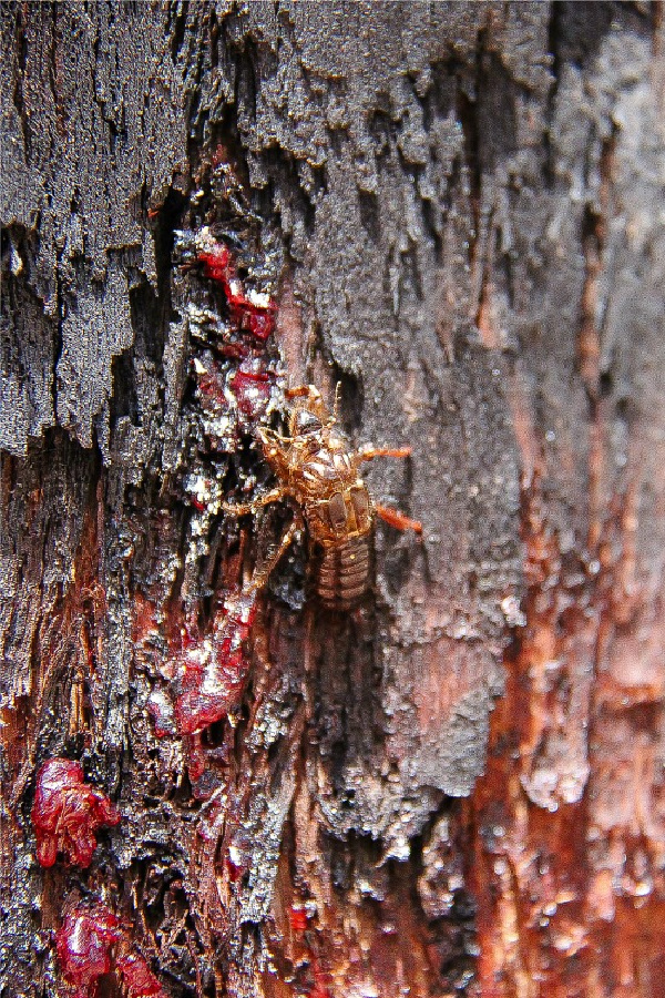 red sap and the shell of a beetle on a burned tree in Kinglake National Park