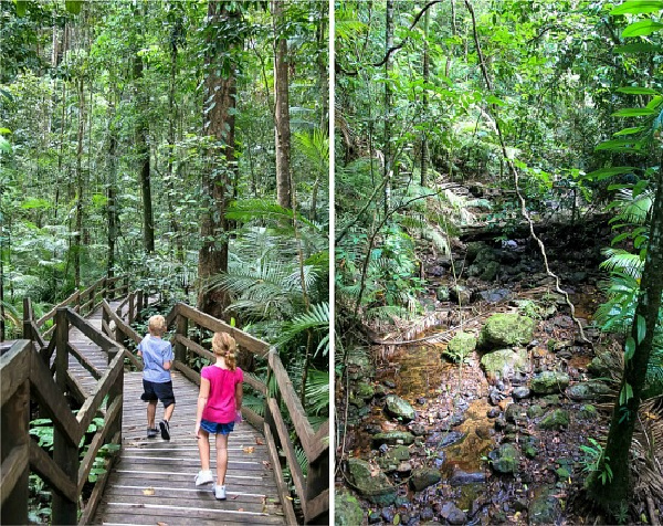 Kids walking on the Jindalba Boardwalk in the Daintree Rainforest