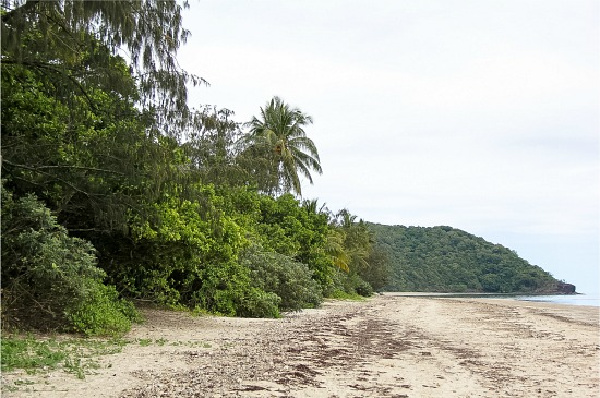 the beach at the end of the mangrove boardwalk in the daintree rainforest