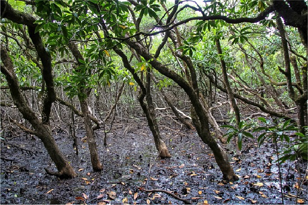 mangroves along the mangrove boardwalk in the daintree rainforest