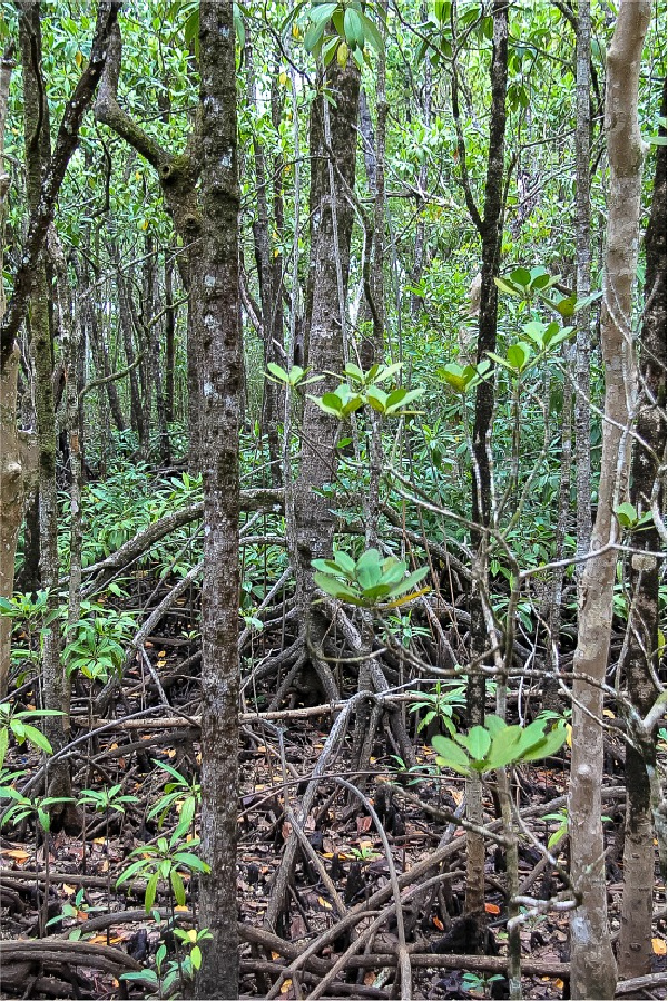 trees and mangroves along the mangrove boardwalk