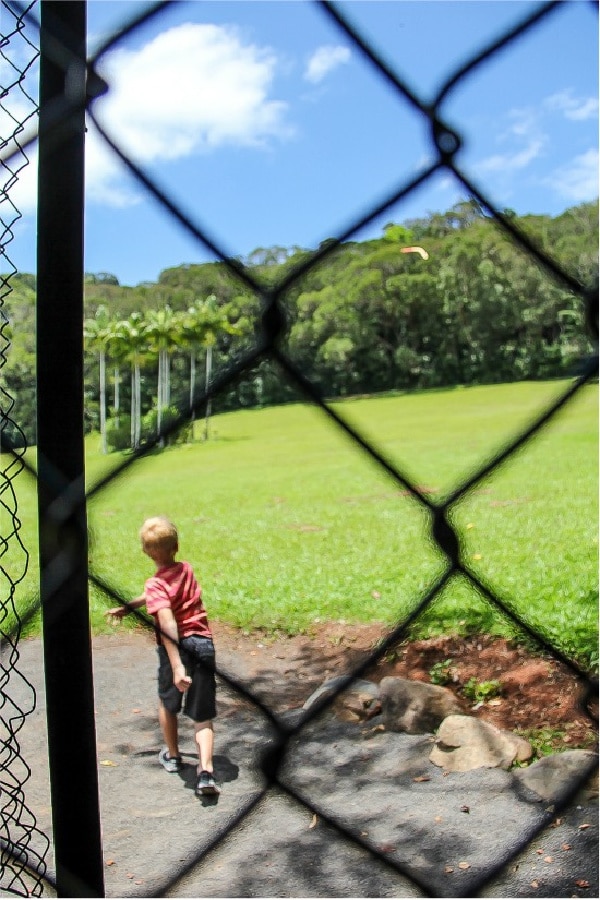 a boy throiwng a boomerang at kuranda nature park