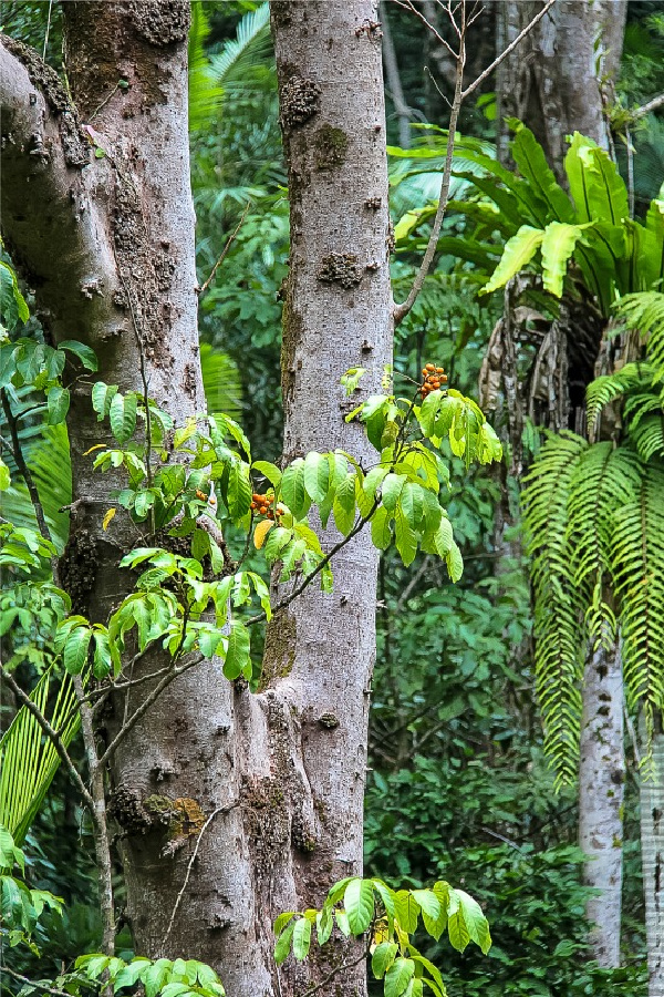 trees and ferns in the daintree rainforest