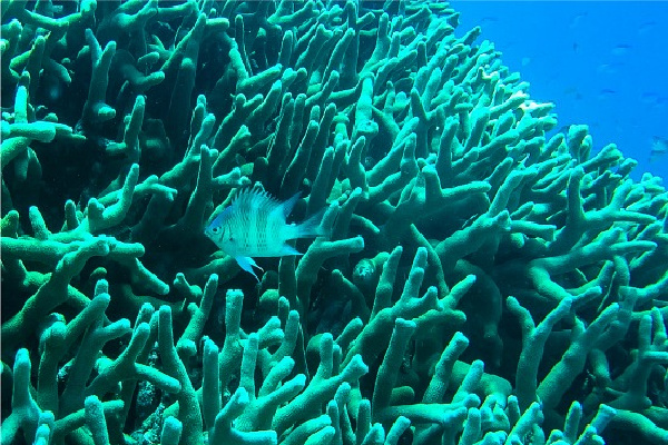 small tropical fish swimming in a coral reef