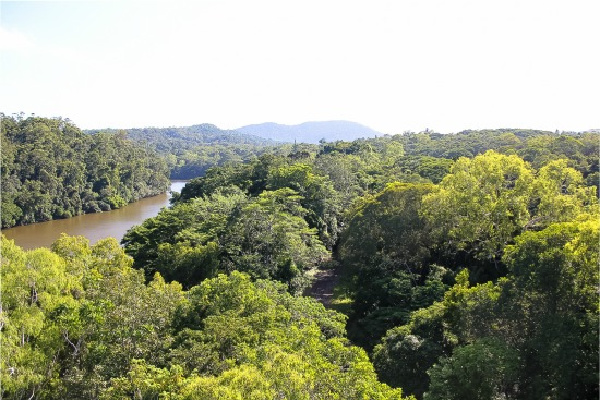 view from the kuranda skyrail cable car