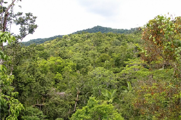 looking over the daintree rainforest from the discovery center lookout