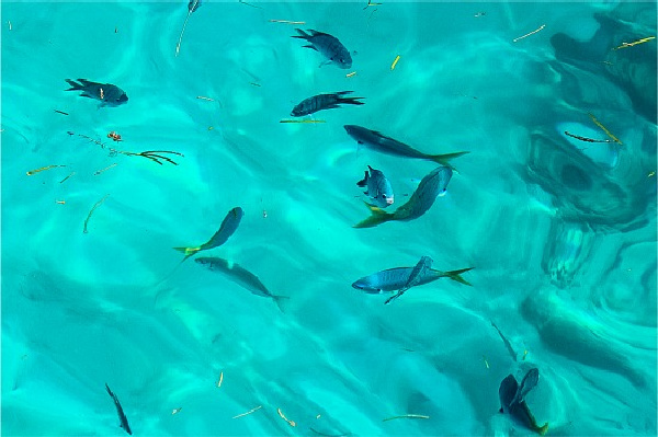 fishing in clear blue water at the great barrier reef