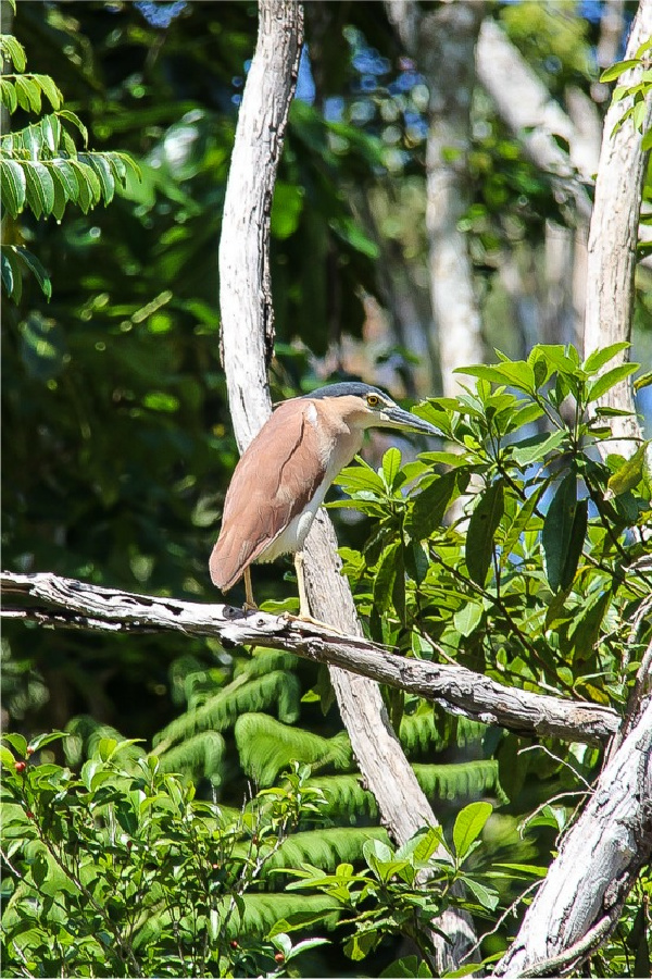 bird in the kuranda rainforest