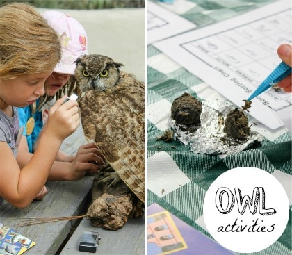 owl study activities for kids