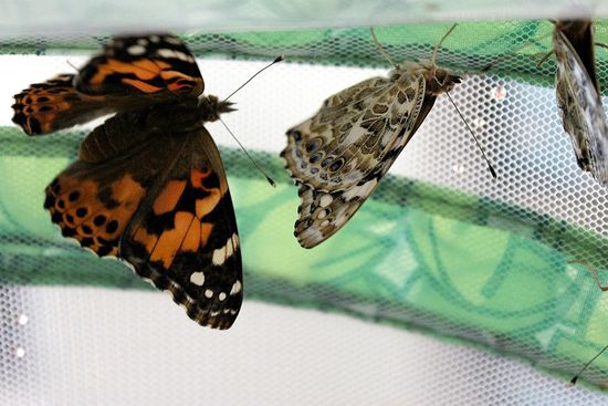 butterflies that have hatched inside a butterfly hatching kit