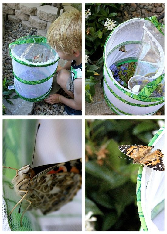 kids releasing butterflies from a butterfly hatching kit