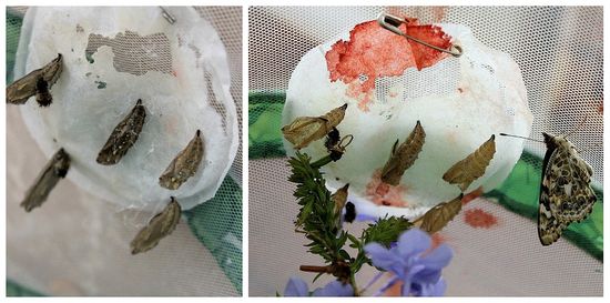 using a butterfly hatching kit