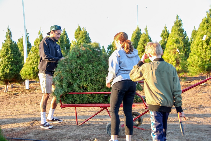 Kids cutting down their own Christmas tree and loading it onto a cart.