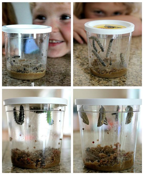 kids watching caterpillars turn into butterflies
