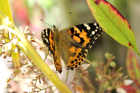 butterflies after being released from a hatching kit