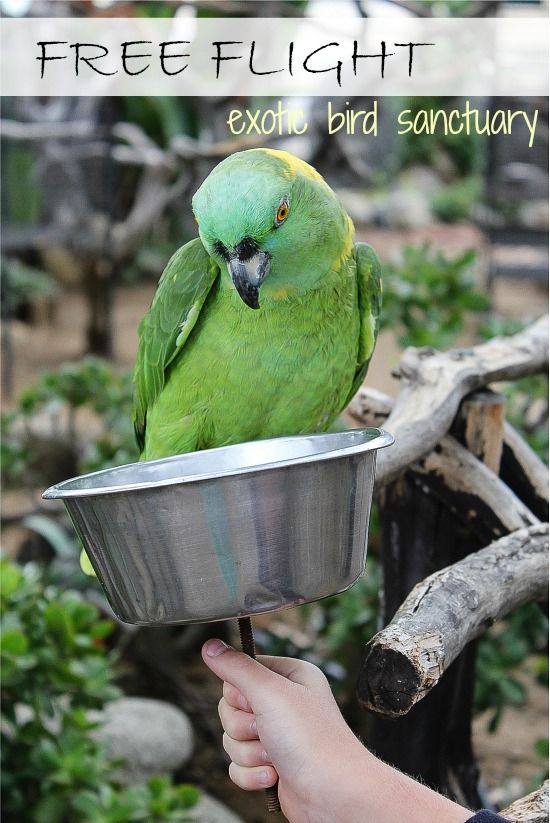 A green parrot at the free flight exotic bird sanctuary in Del Mar.