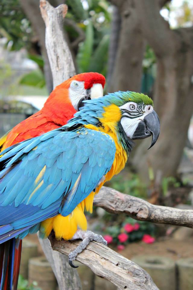 colorful parrots at the free flight exotic bird sanctuary