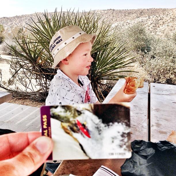 visiting Joshua Tree and Cottonwood Springs with kids