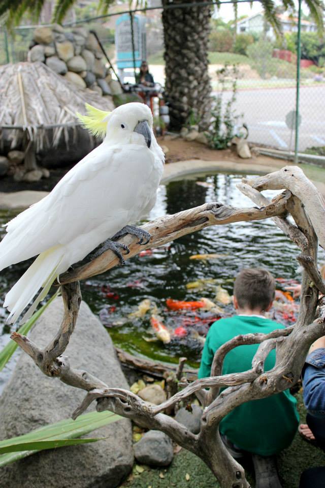 a cockatoo and kids feeding koi at the free flight exotic bird sanctuary in del mar california