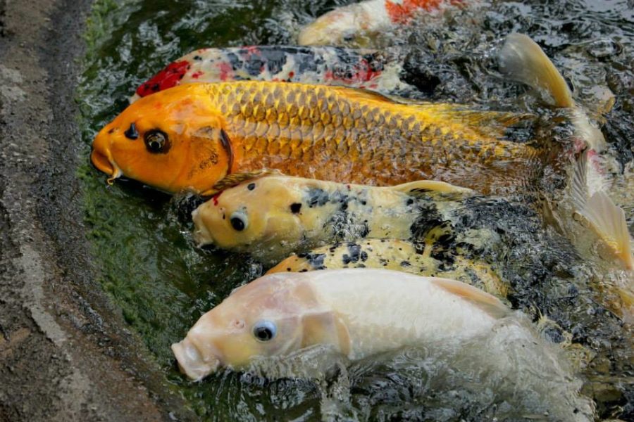 koi coming out of a pond to be fed