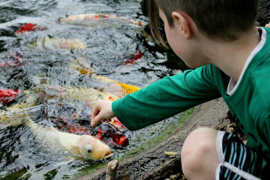 a boy feeding koi