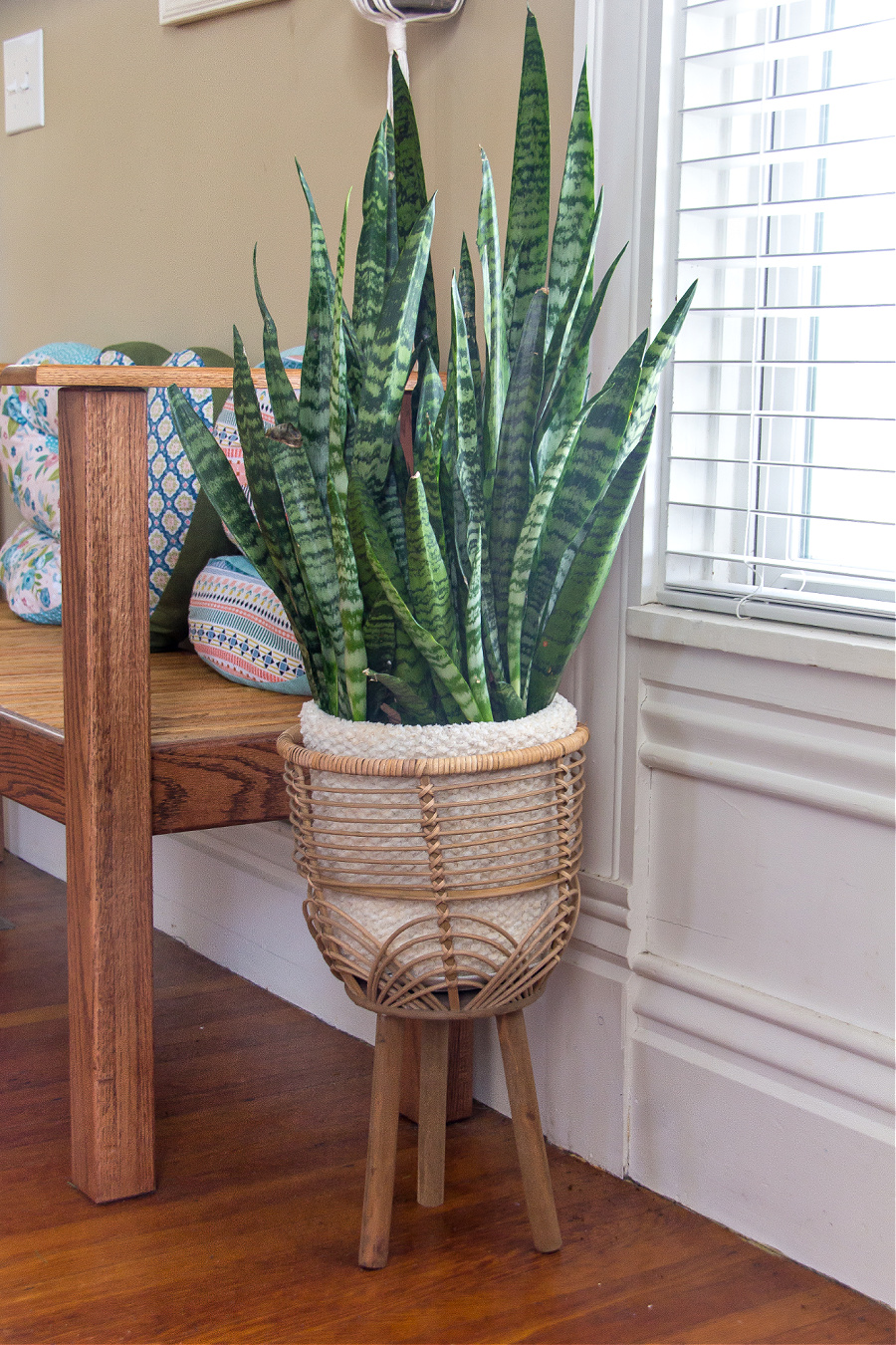 A snake plant in a cane plant stand with a hand knit cozy around the pot.