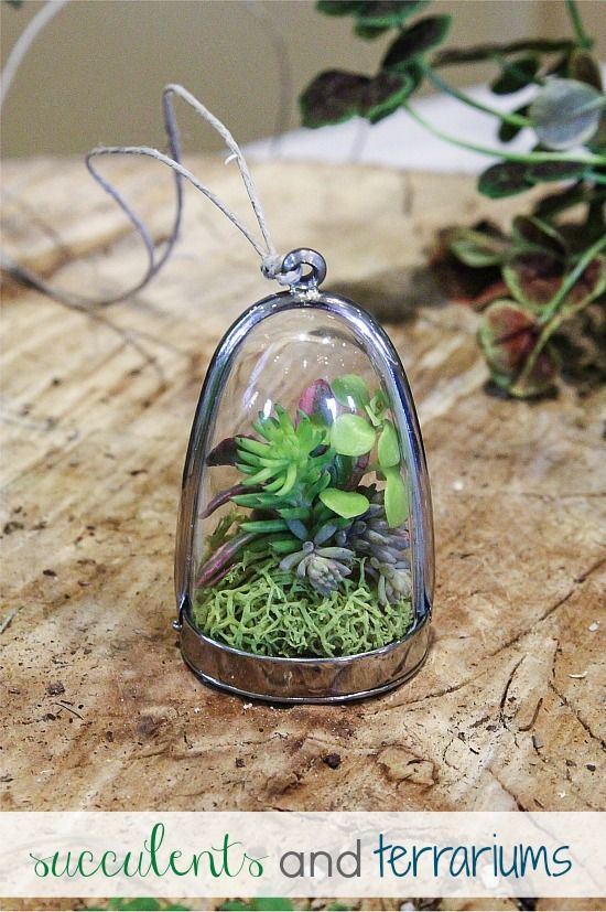 Succulent cuttings inside a terrarium necklace.