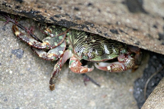 A crab hiding under a rock at El Capitan State Beach in Goleta California