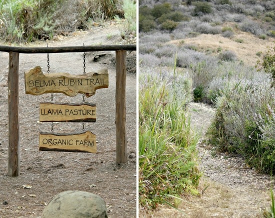 Hiking trails from the El Capitan Canyon campground in Goleta California.