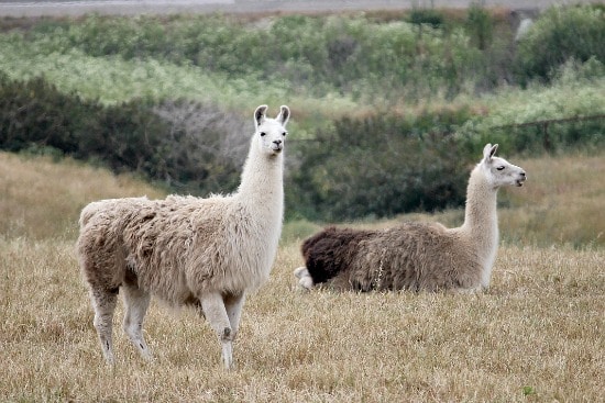 Llama Farm in El Capitan Canyon Goleta California