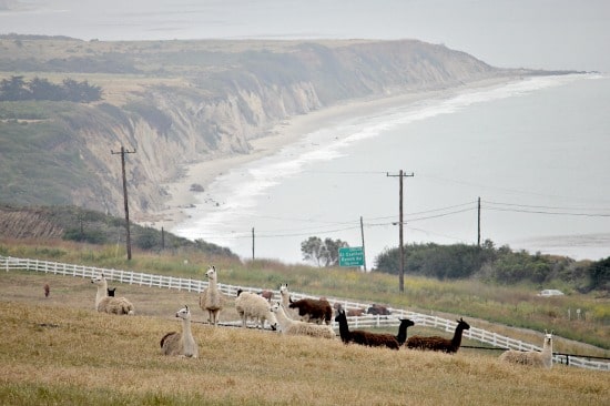 A field of llamas overlooking the beach at El Capitan Canyon in Goleta California