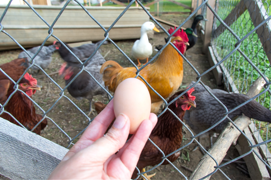 The first egg from a backyard chicken.