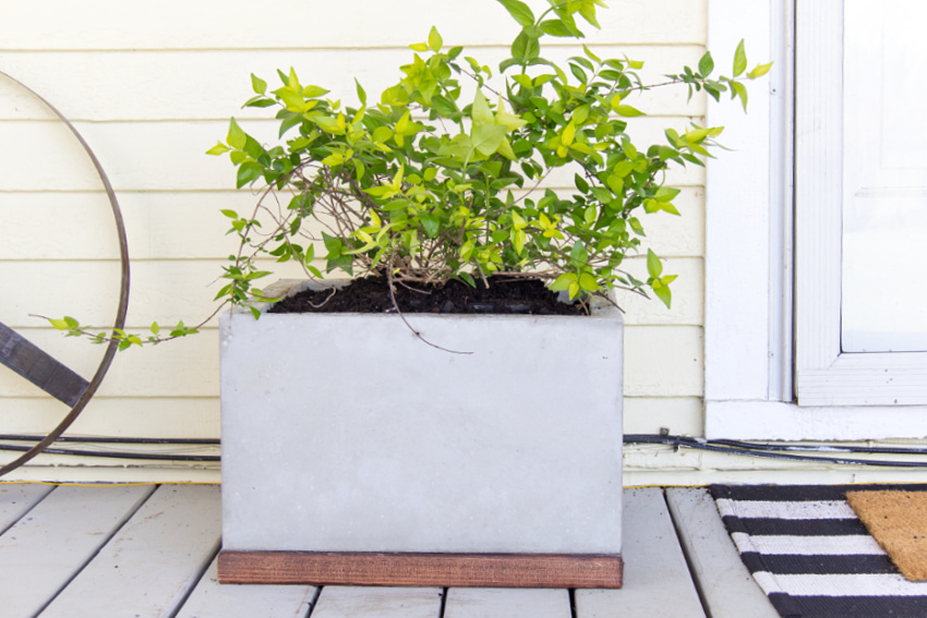 A DIY concrete planter with a stained wood base.