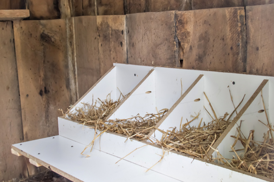 DIY nesting boxes for inside a chicken coop.
