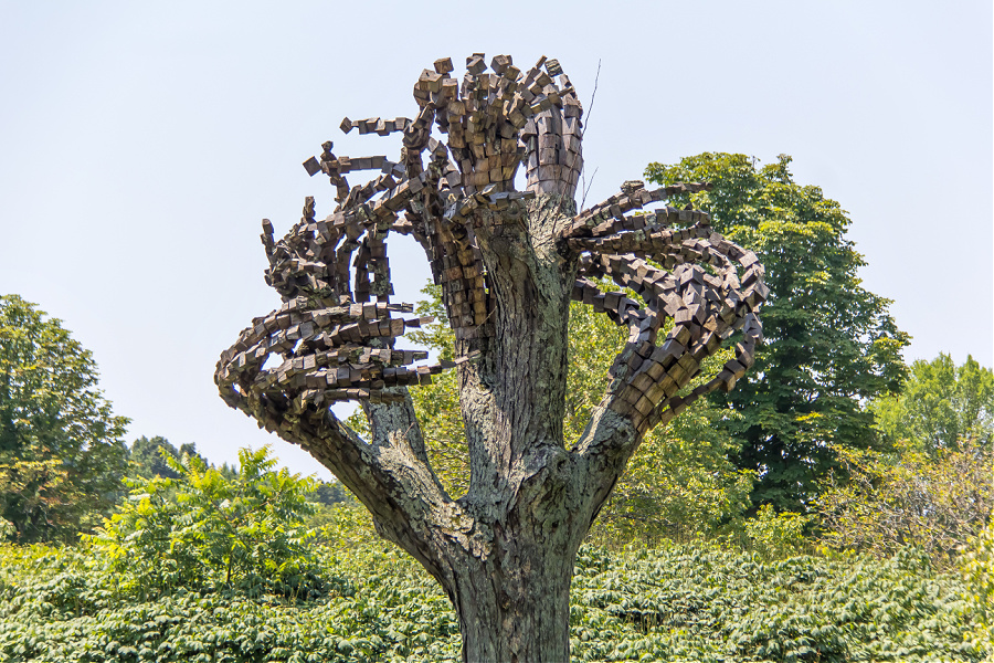 A tree that looks like it has hands coming off the branches.