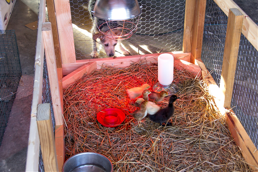 Baby chickens and ducks in a small handmade pen.