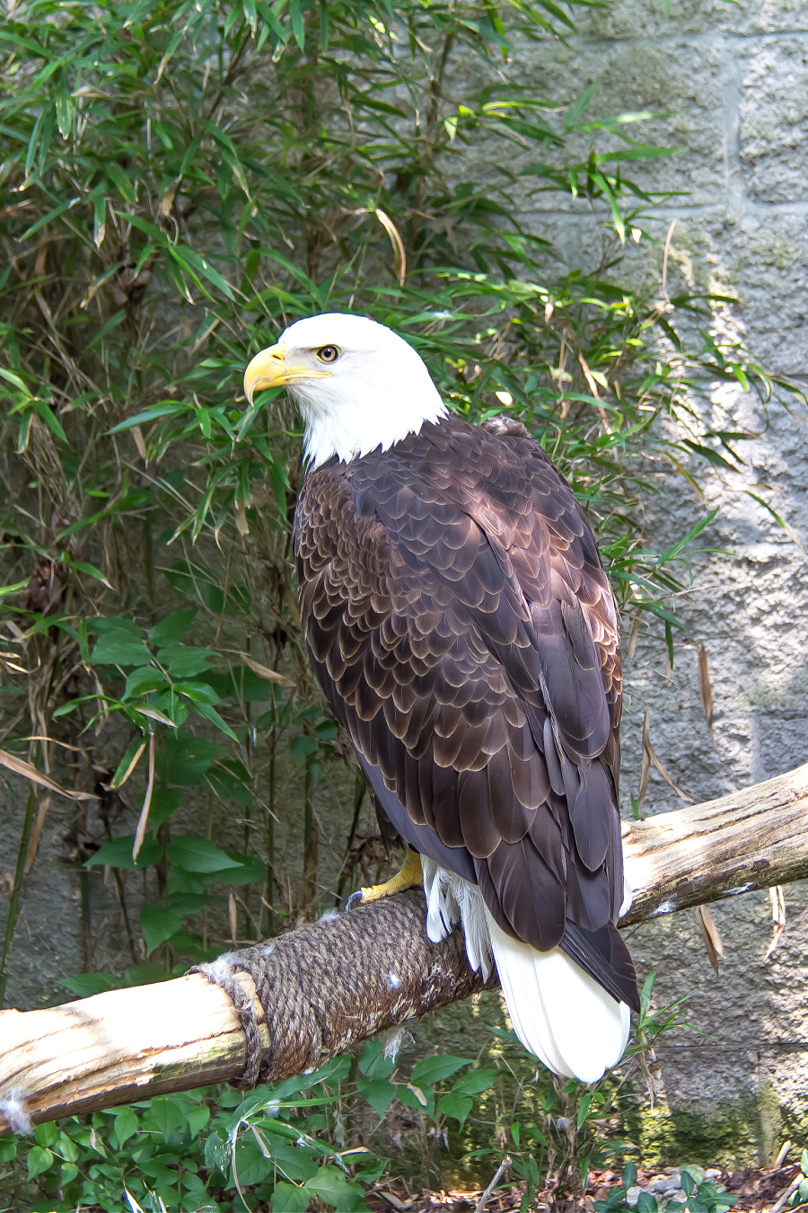 A bald eagle at the Salato Wildlife Center in Frankfort Kentucky.