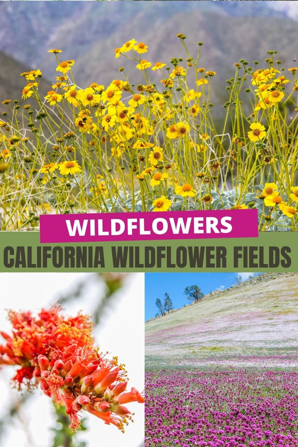fields of wildflowers in California Pinterest image