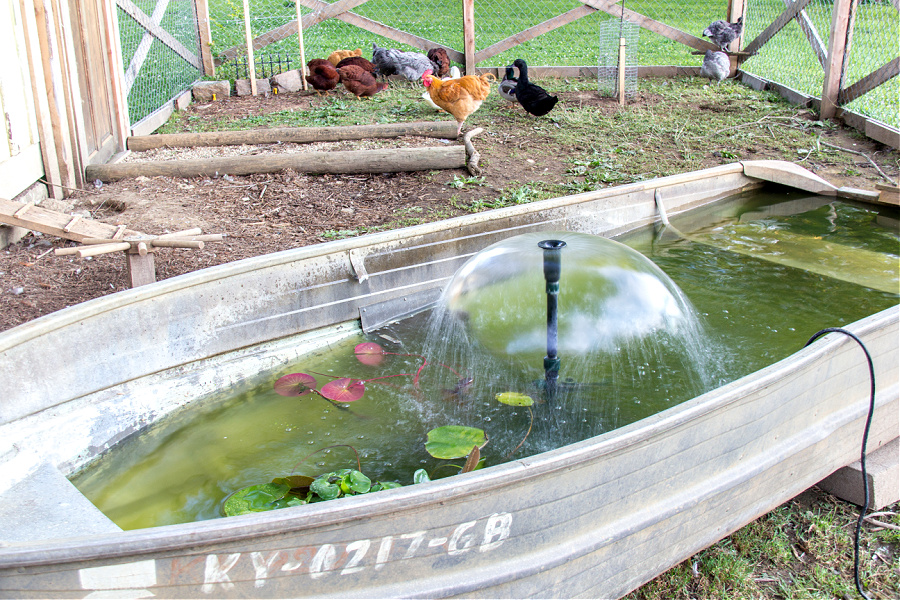 boat pond in a chicken pen