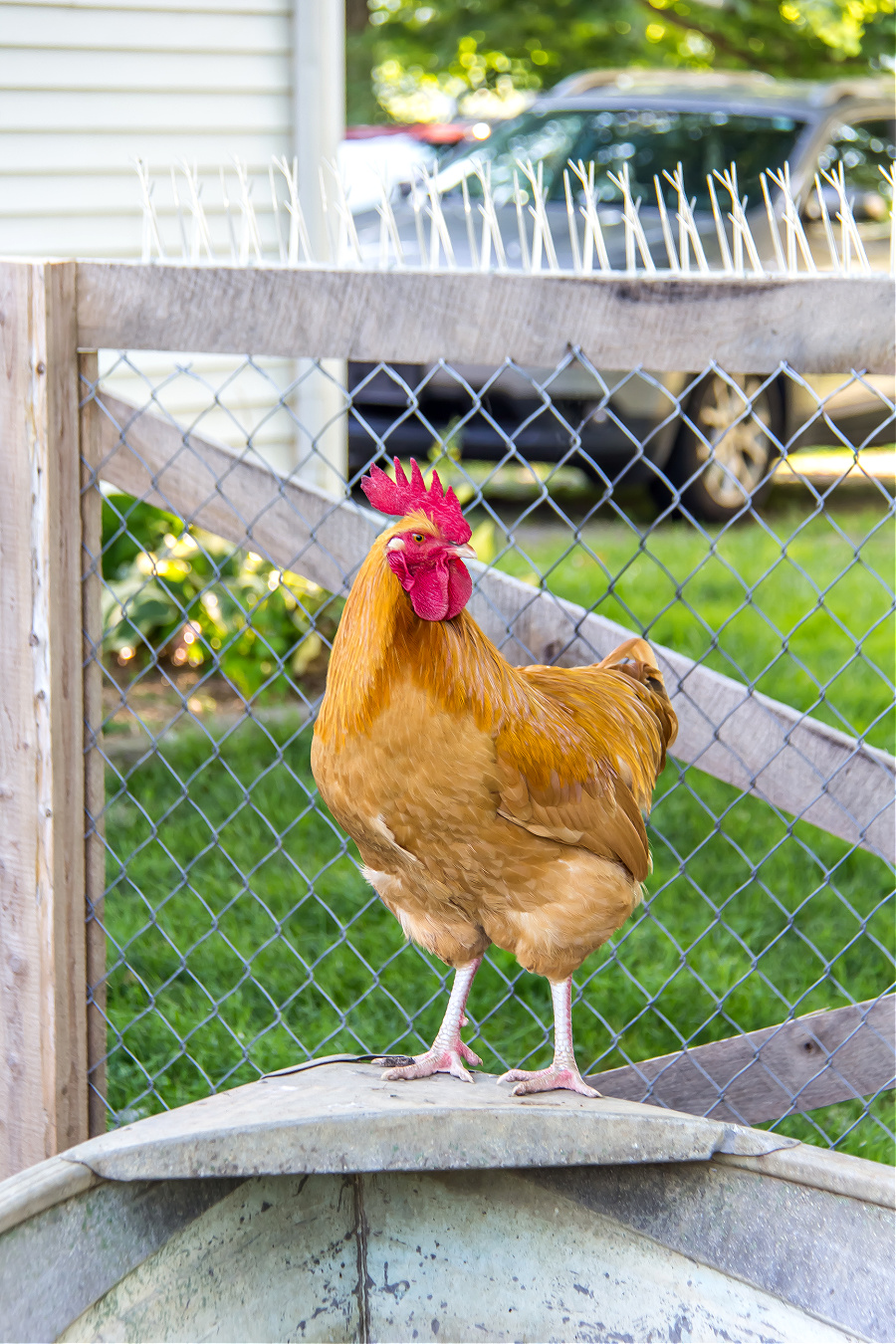 a rooster standing on the front of a diy boat pond for ducks