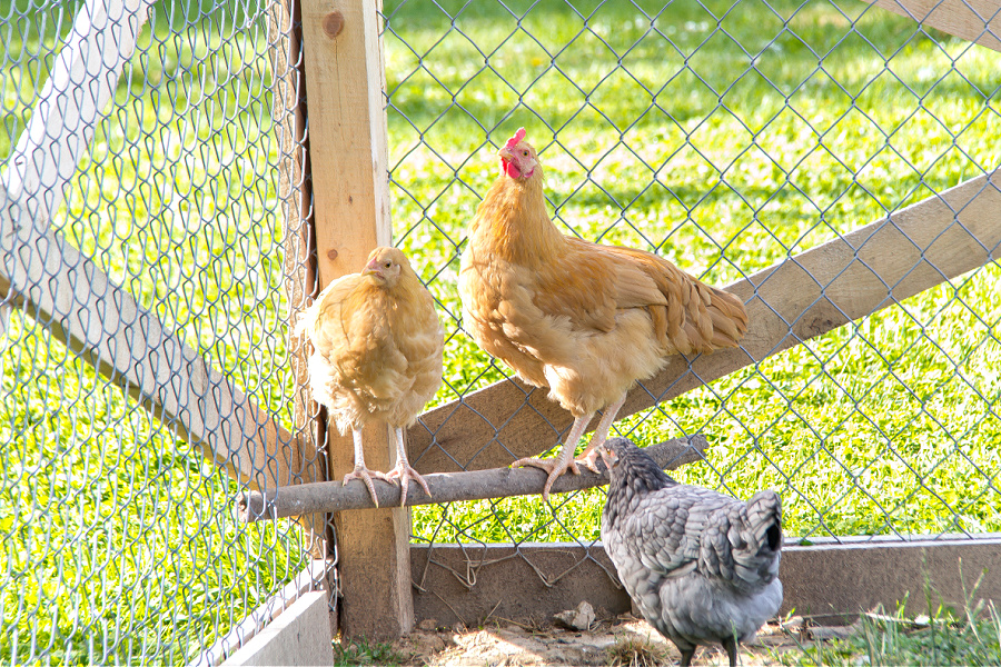 chickens and a rooster on a stick perch in the corner of a chicken run.