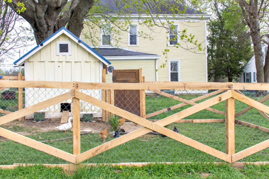 a DIY chicken run on the back of a garden shed converted into a chicken coop