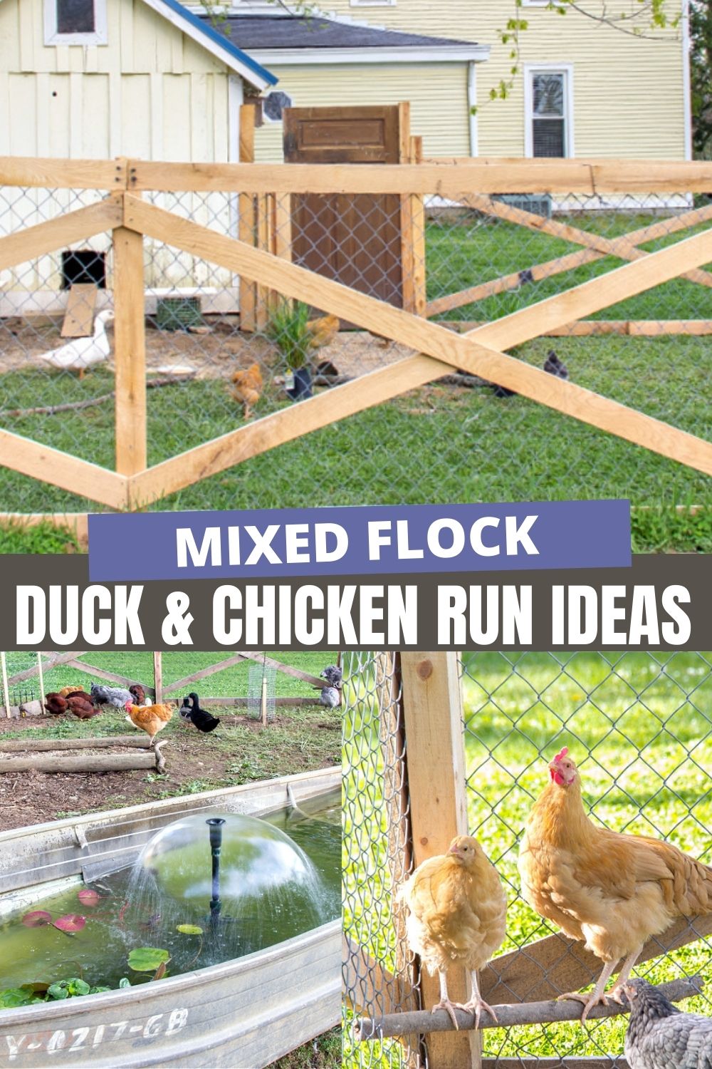 duck and chicken run ideas Pinterest image