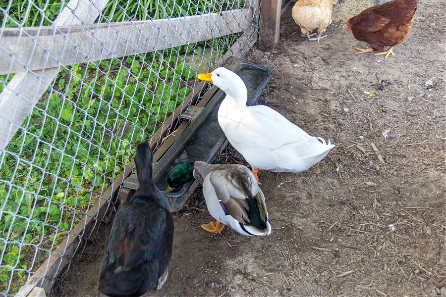 A goat feeder being used as a water trough for chickens and ducks