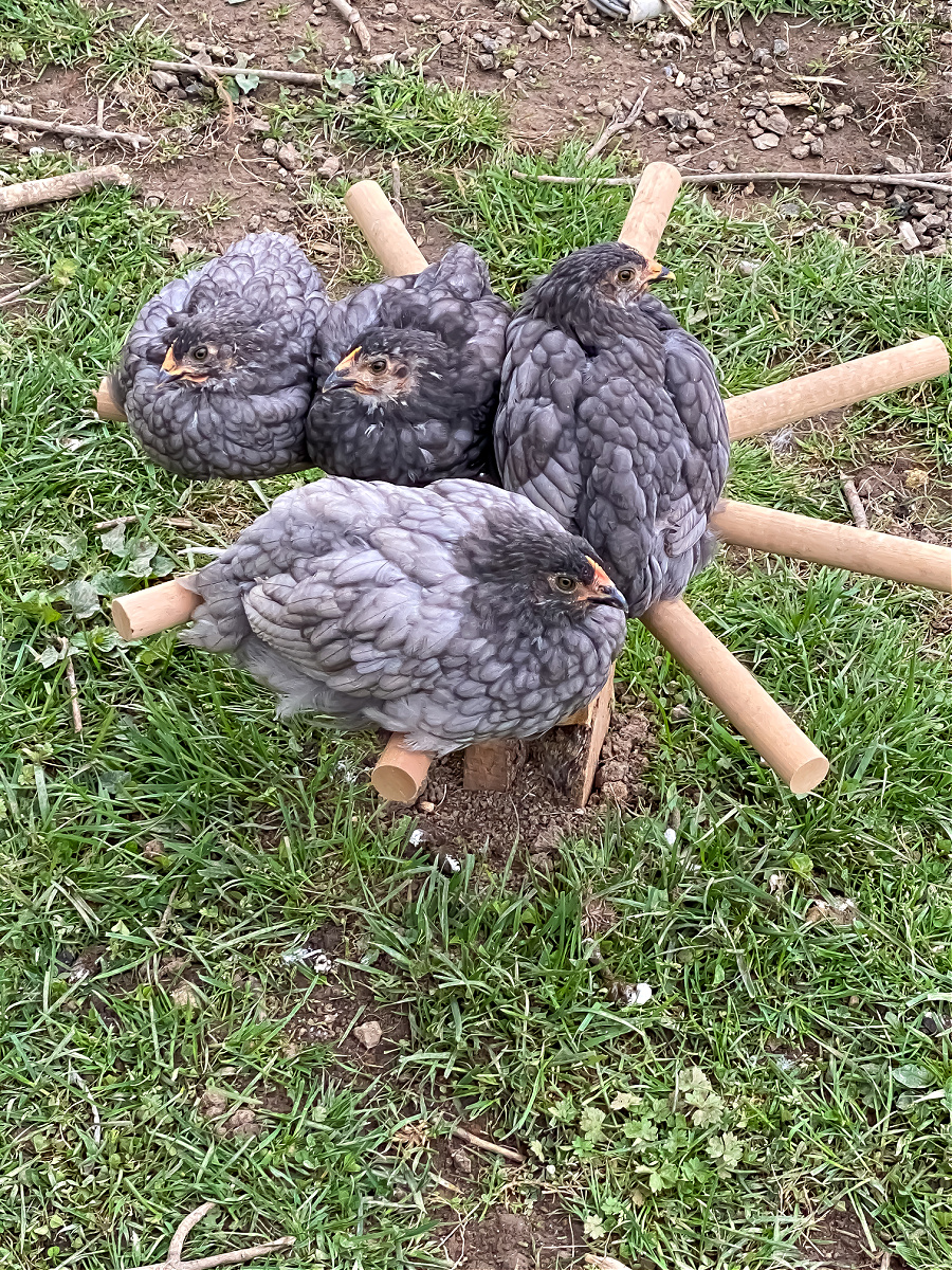 4 Sapphire Gem chickens roosting on a homemade wood perch.