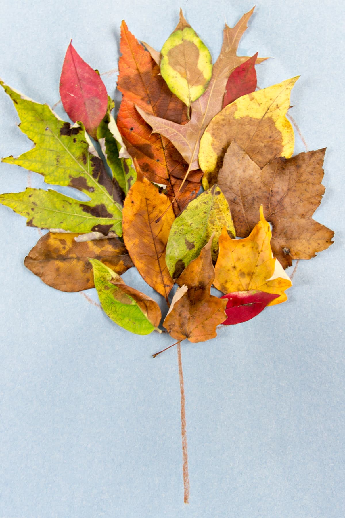 preschool tree craft using real fall leaves and shapes
