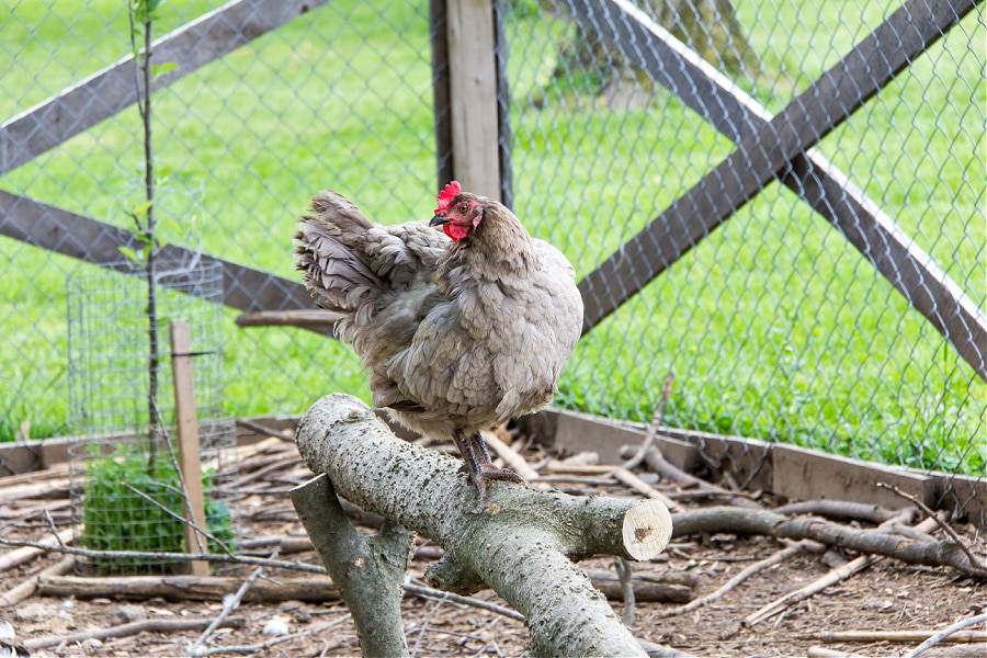 a sapphire gem chicken on a roosting perch made of large tree branches