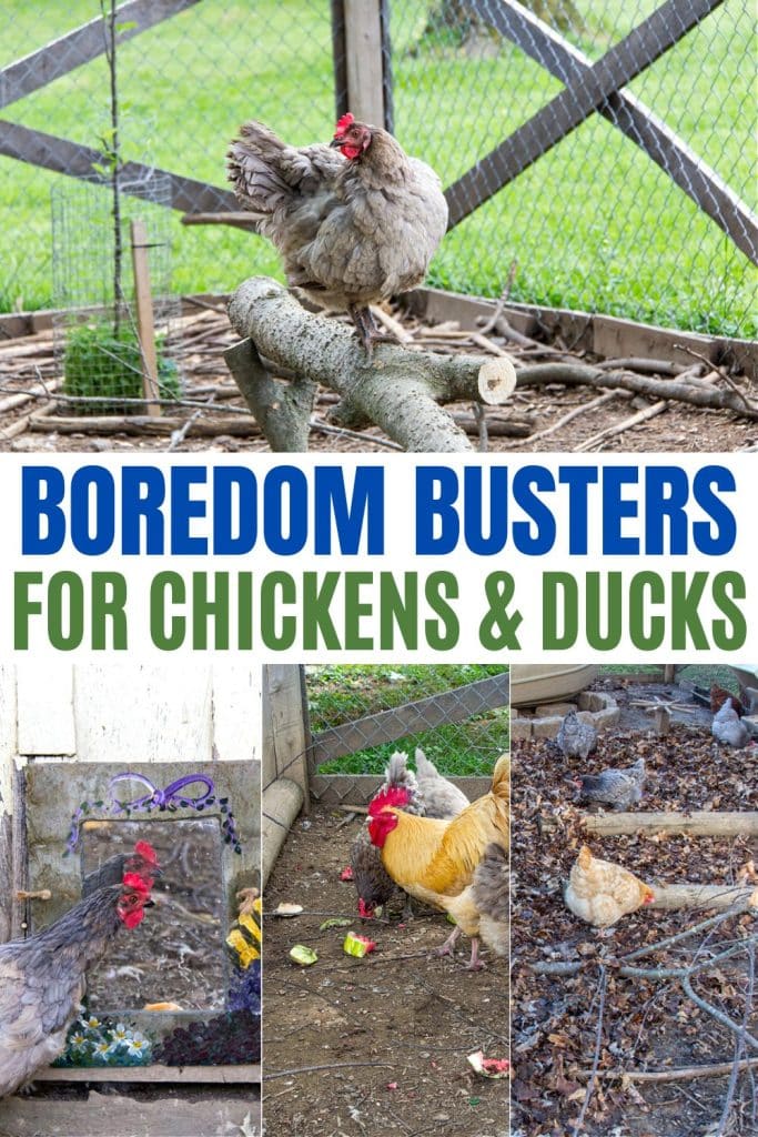 boredom busters for chickens and ducks pinterest