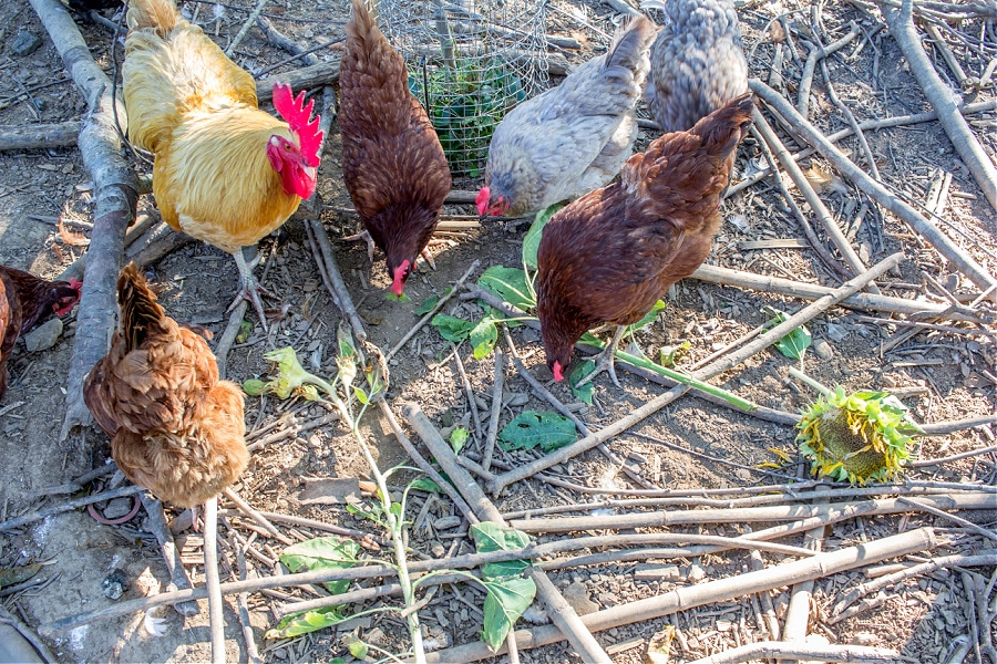 Chickens eating sunflowers