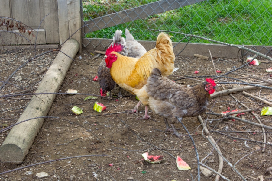 chickens eating watermelon